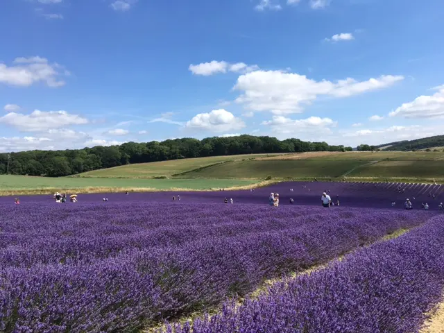 Lordington Lavender