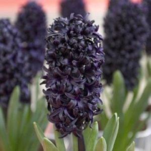 Black Hyacinth