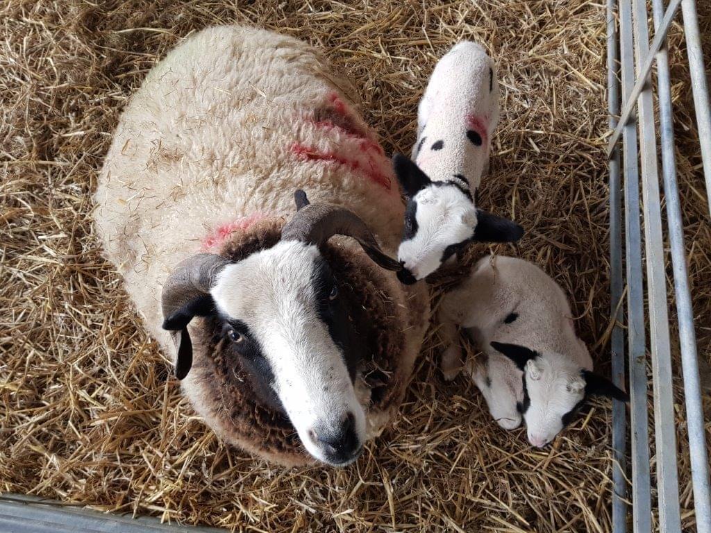 Brinsbury Lambs