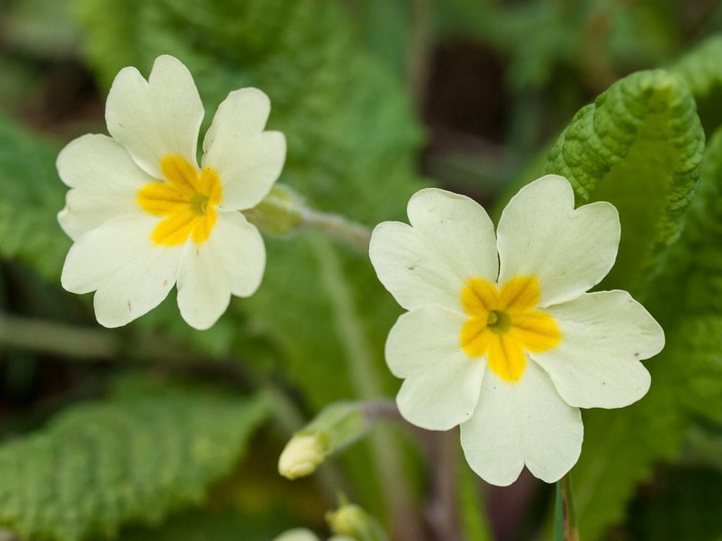 Primrose