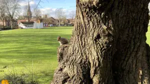 Priory Park Squirrel