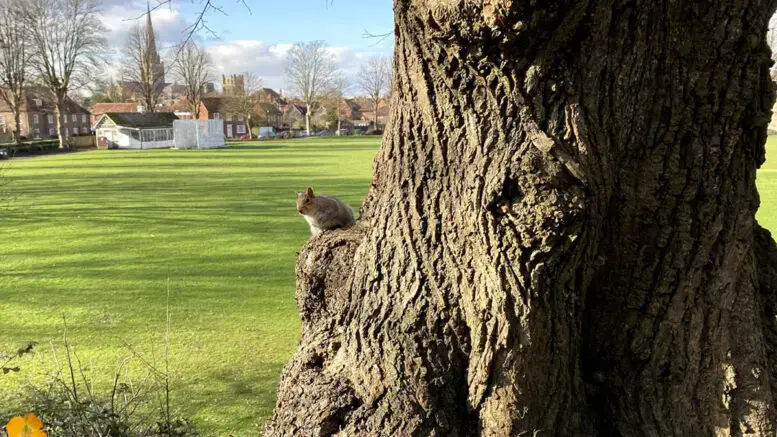 Priory Park Squirrel