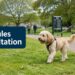 Chichester residents asked for views on dog control rules
