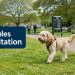 Chichester residents asked for views on dog control rules