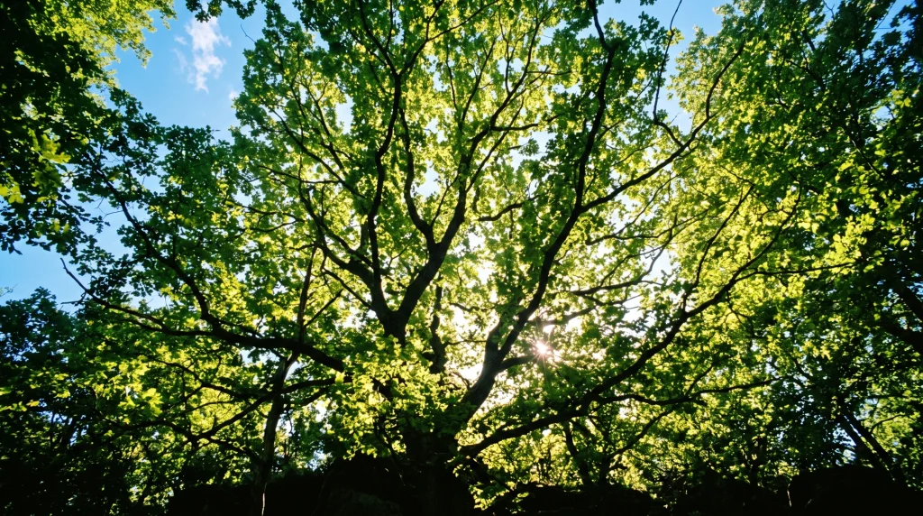 A view looking up into the green canopy of a large tree with sunlight between branches.