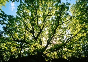 A view looking up into the green canopy of a large tree with sunlight between branches.